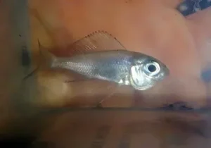 Ce jeune Aulonocranus dewindti présente des symptômes marqués de goitre.