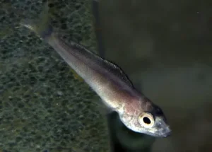 Jeune Cyprichromis carencé en iode
