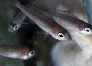 Cyprichromis leptosoma Kekese