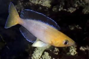 Mâle Cyprichromis