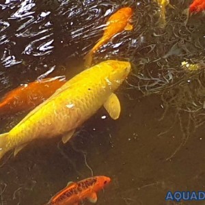La carpe en question dans son environnement Carpe koi en bassin