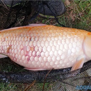A l'examen externe on remarque un gonflement du ventre et des rougeurs cutanées Examen d'un carpe koï