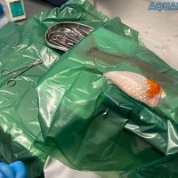 Mise en place du champs opératoire pour l'intervention Champs opératoire koï