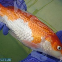 Mandarine avant l'intervention. On remarque son ventre dilaté en position craniale. Mandarine avant l'intervention