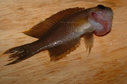 Goitre sur un L. calliurus Lamprologus calliurus