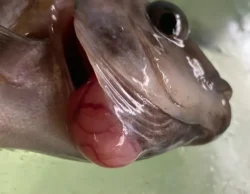 Petrochromis sp. Petrochromis sp.